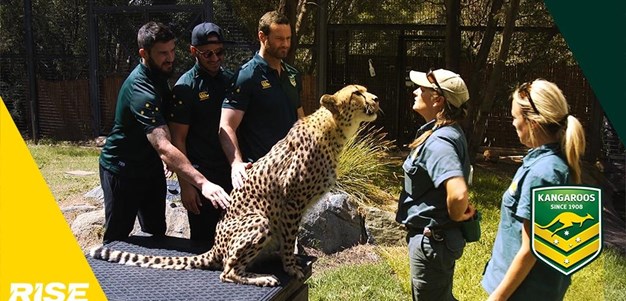 Kangaroos' close encounter with a Cheetah
