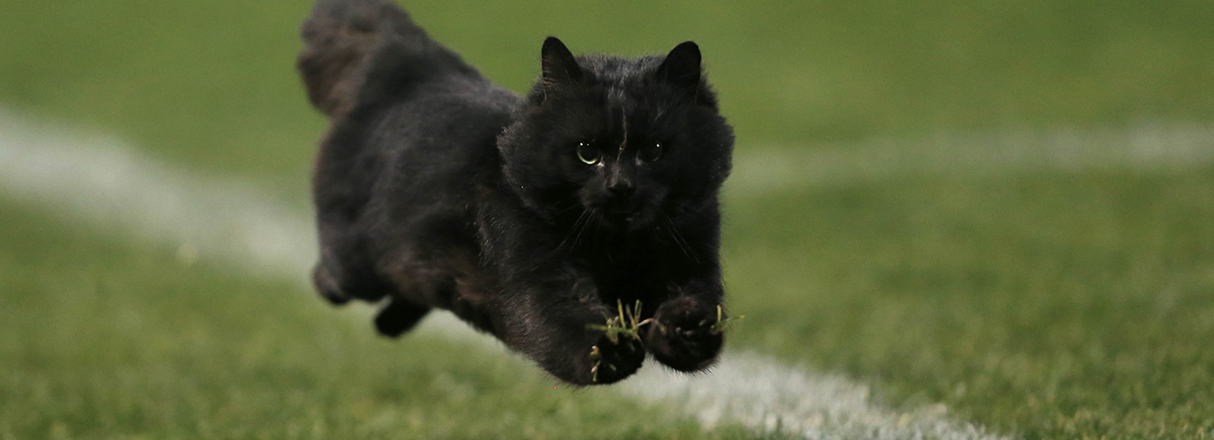 This is not the usual black cat we are used to seeing at Penrith home games.