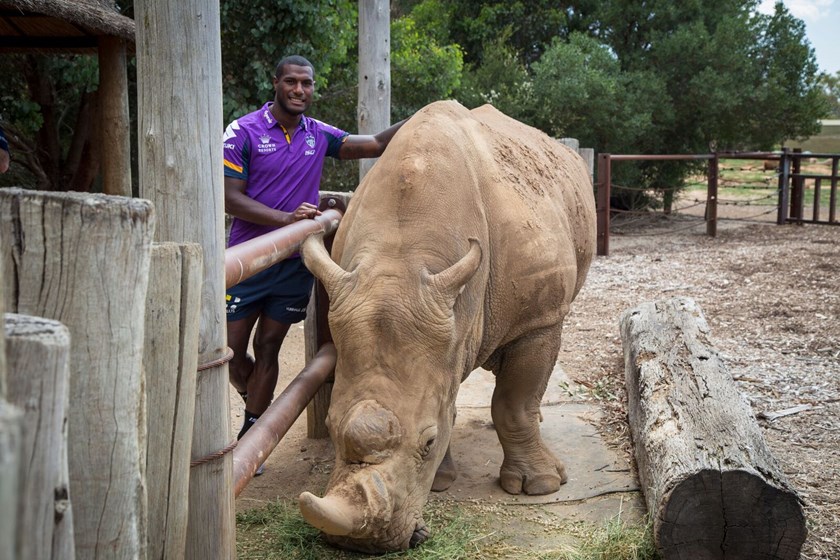 Storm winger Suliasi Vunivalu with a Rhino at Melbourne Zoo.