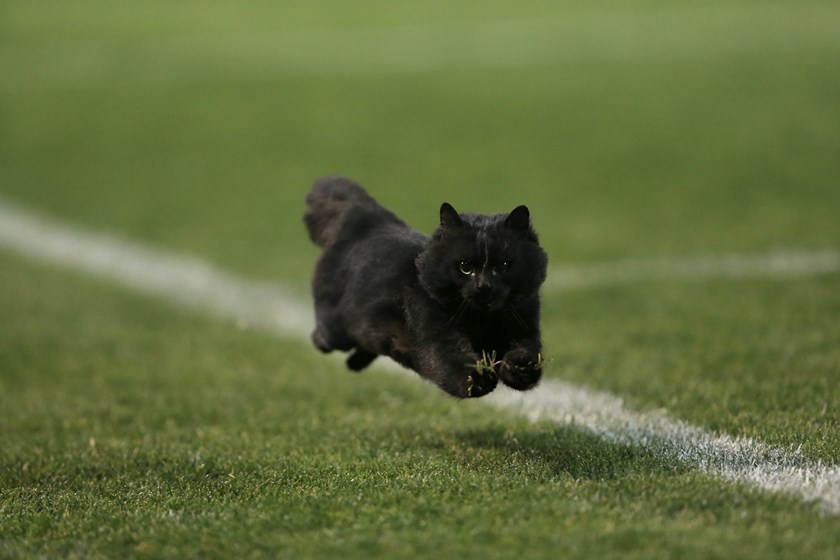 The infamous black cat takes off down the sideline.