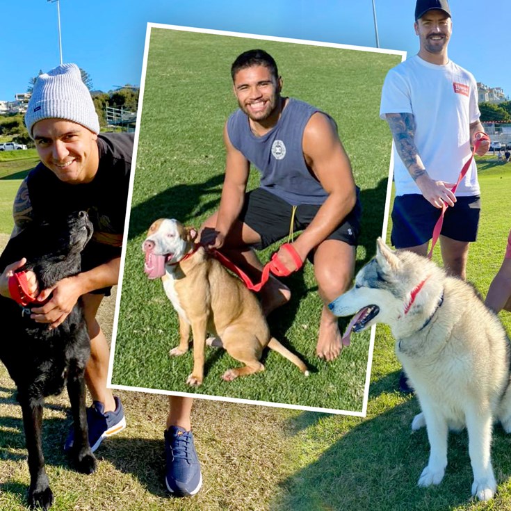 Warriors pound pavement with rescue dogs to stray away from apartments