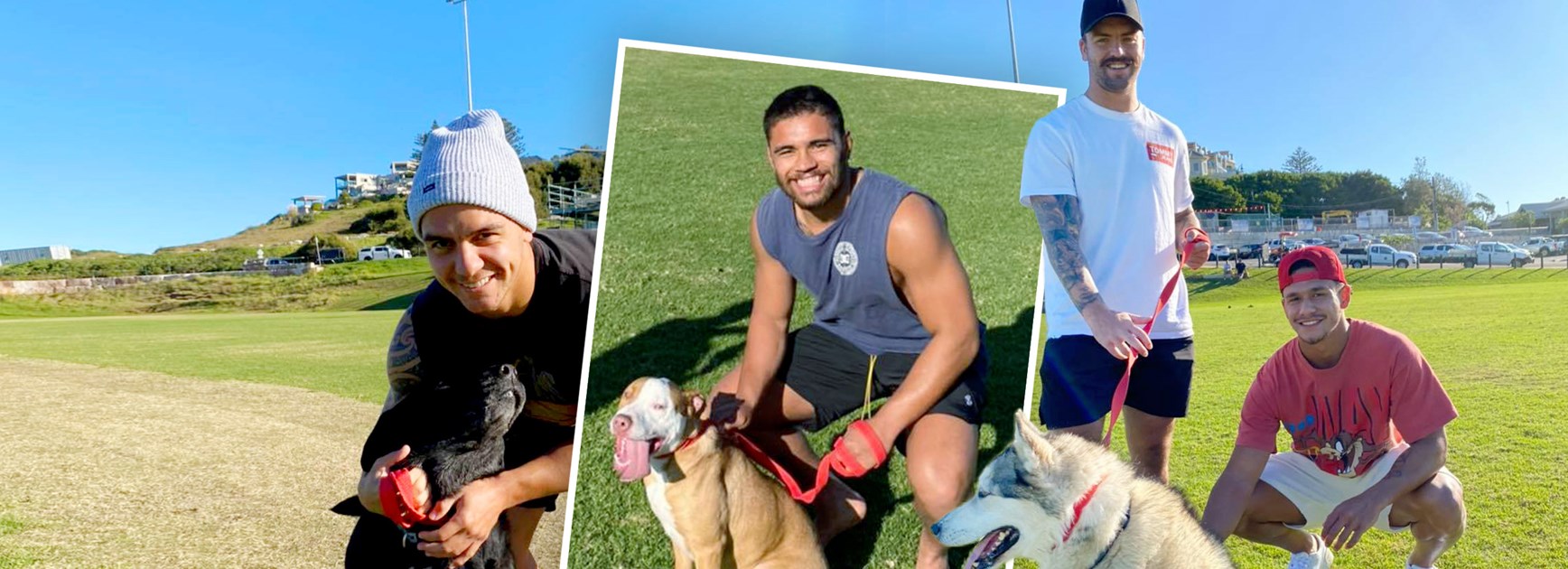Warriors pound pavement with rescue dogs to stray away from apartments